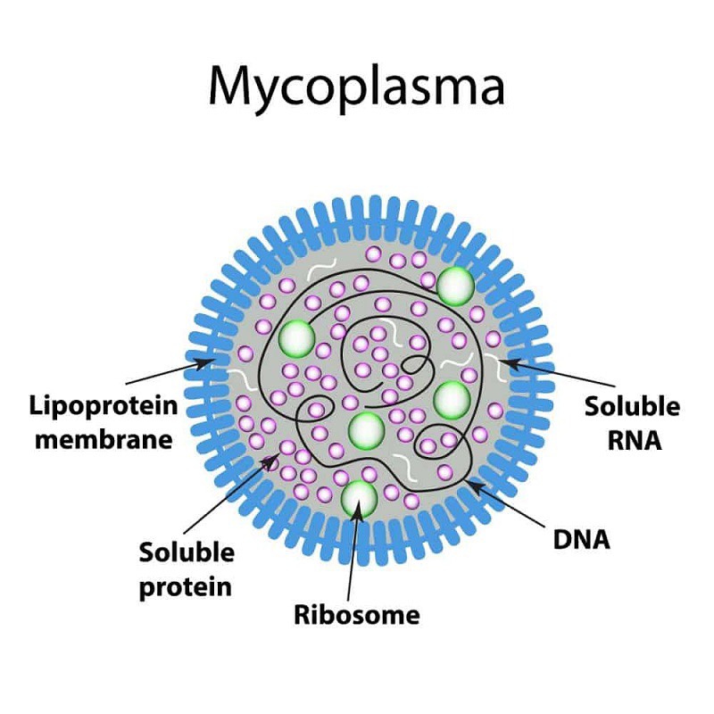 Viêm phổi do Mycoplasma pneumoniae